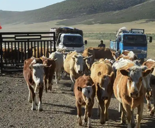 新疆：三季度末牛羊猪存栏6116.30万头，同比增长10.1%