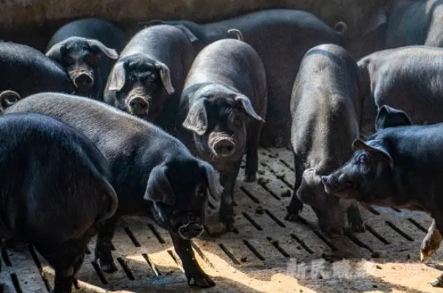 预计生猪价格将回归季节性走势