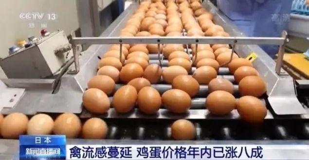 一周涨价40% 鸡蛋成为阿根廷价格涨幅最大商品