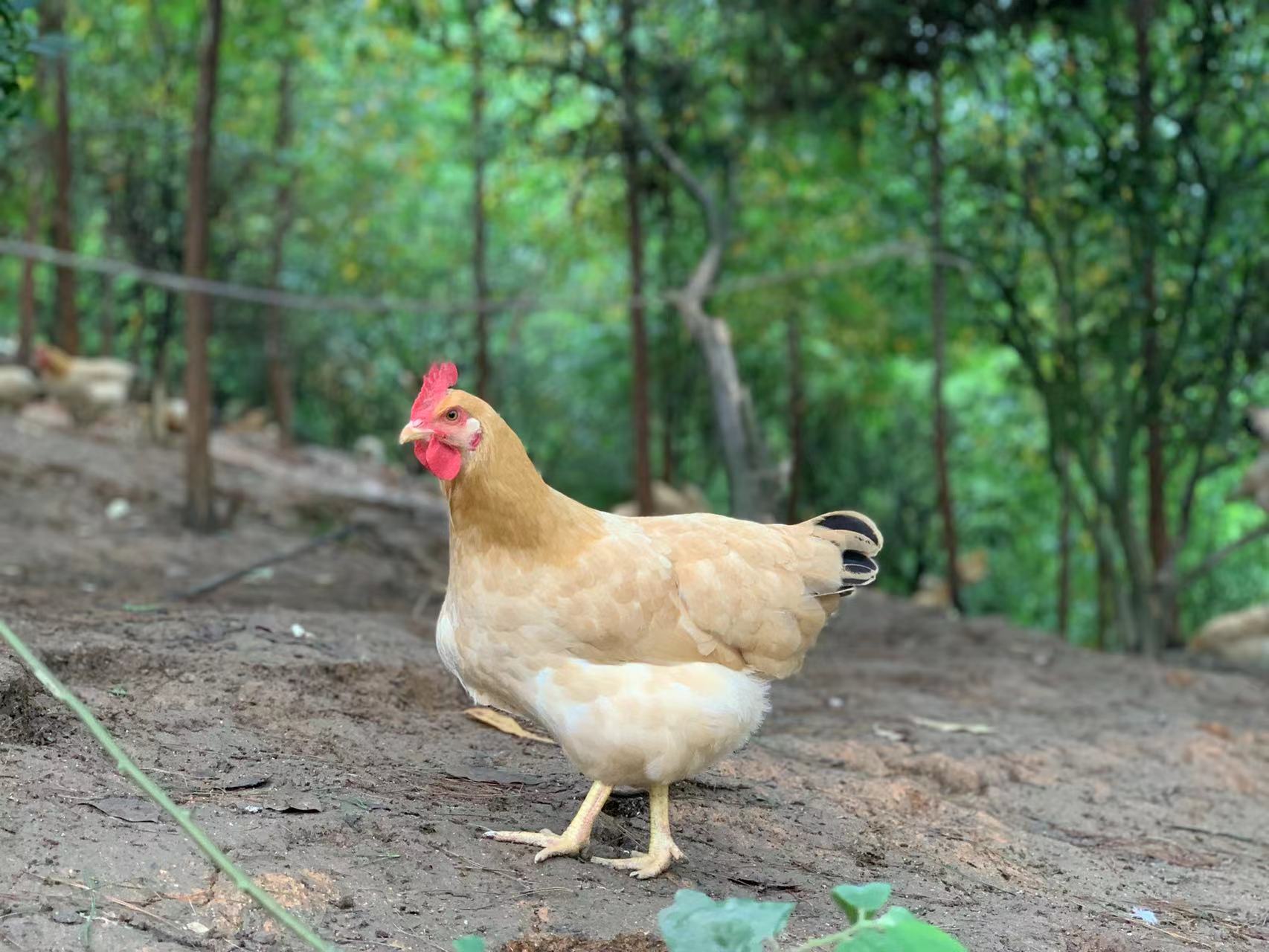 益生股份：今年白羽肉鸡行业的景气度高