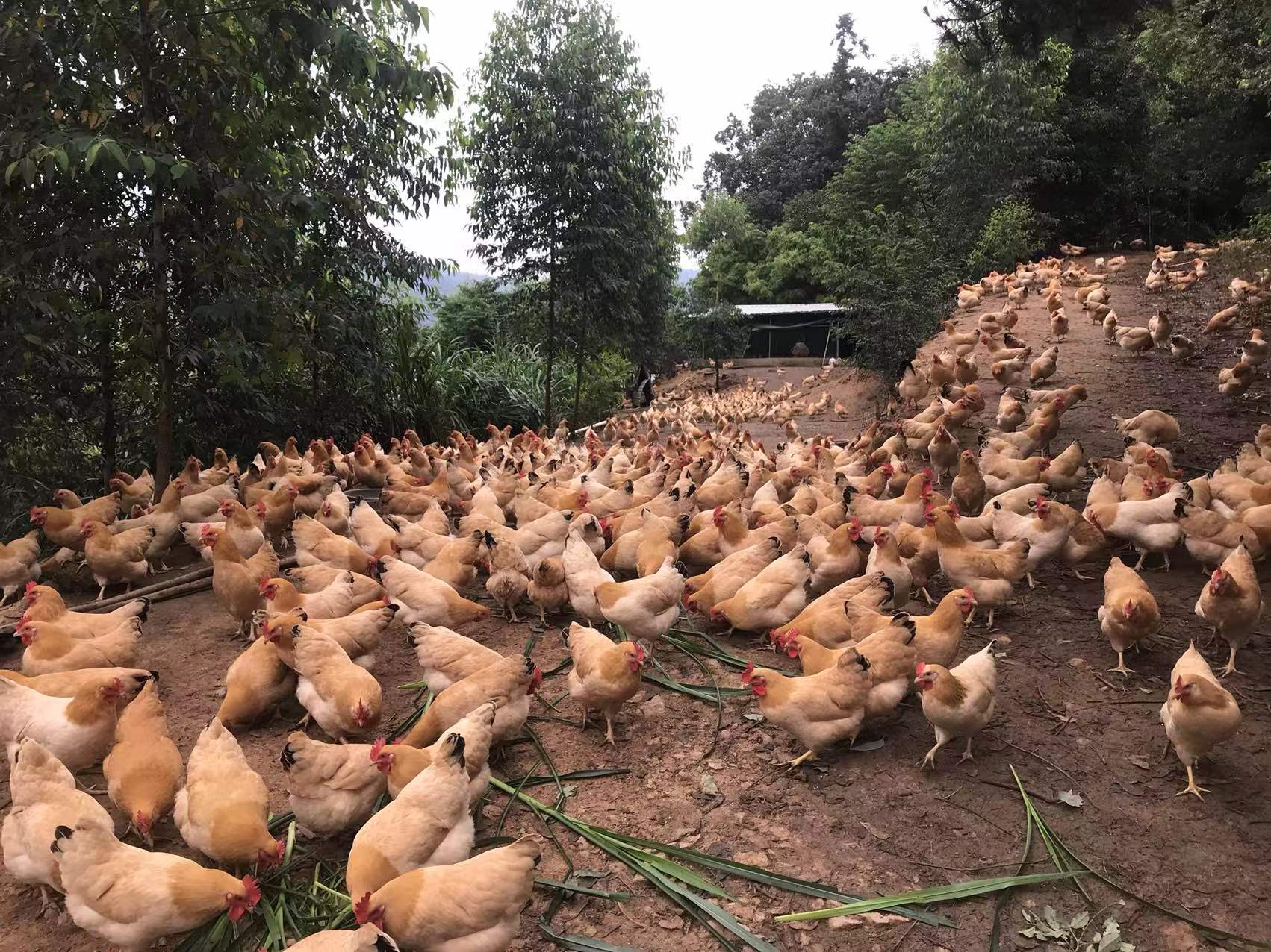 益客集团在江苏邳州市签约肉鸡全产业链项目