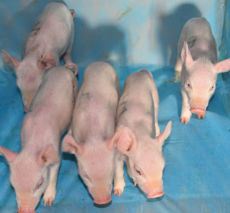 从扩张到去产能，养猪企业忙着做“减法”