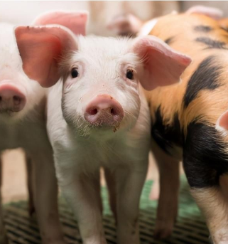 农业农村部：进一步优化完善生猪产能调控方案