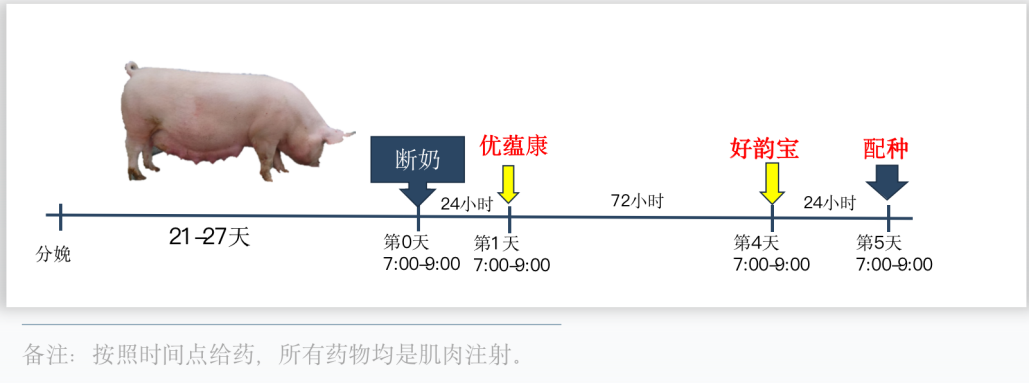 广州威生谢显泰：威一配®助力提升母猪繁殖效率