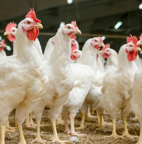 10月白羽肉鸡养殖亏损程度或缓解