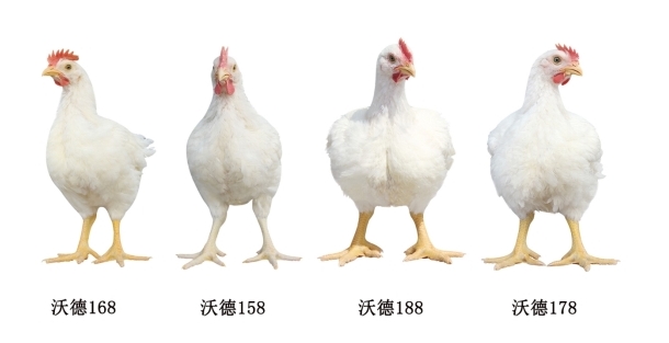 北京“沃德”白羽肉鸡走出国门