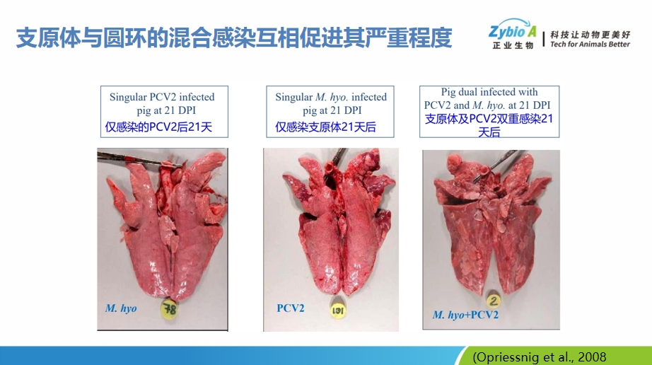 正业王红岩：圆支混合感染，疫苗免疫是最简便有效的措施