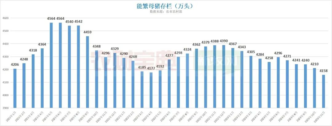 养猪亏损已超15个月，部分养户砍掉9成产能“过冬”