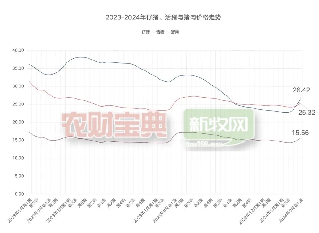 春节后标猪价格回调！但仔猪市场仍然“实涨”！看好五月后的猪价？