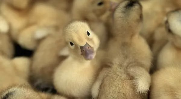 永顺生物获禽流感重组鸭瘟病毒载体活疫苗一类新兽药证书