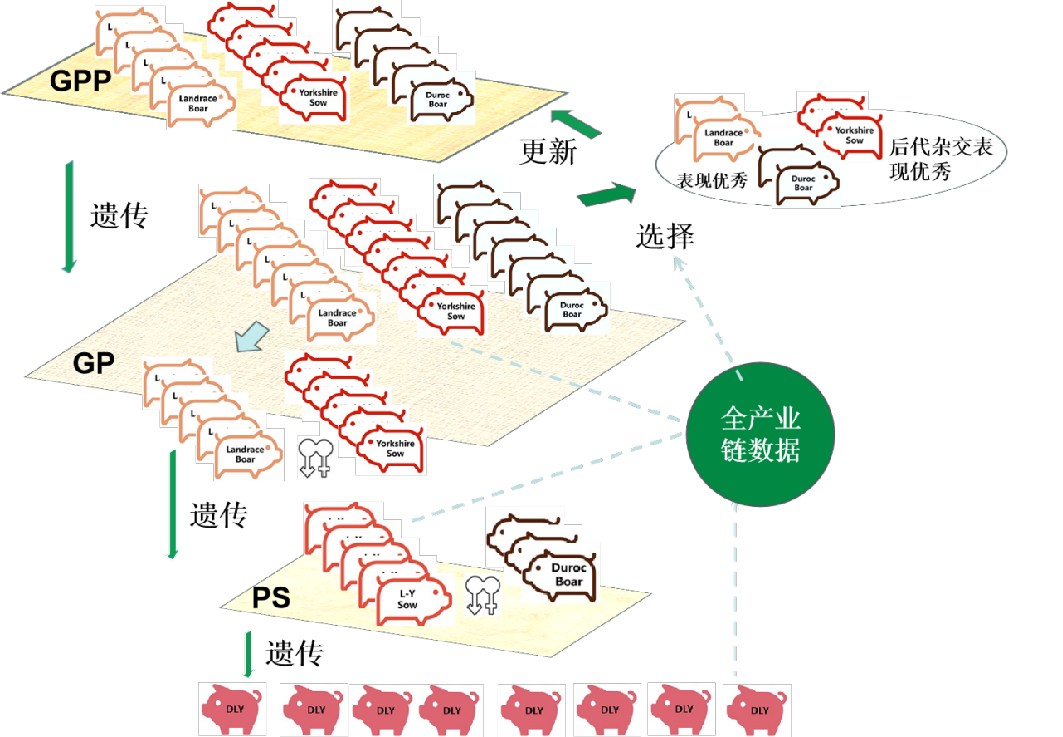 扬翔股份育种总监赵云翔：料肉比降低0.1，成本下降45.2元！