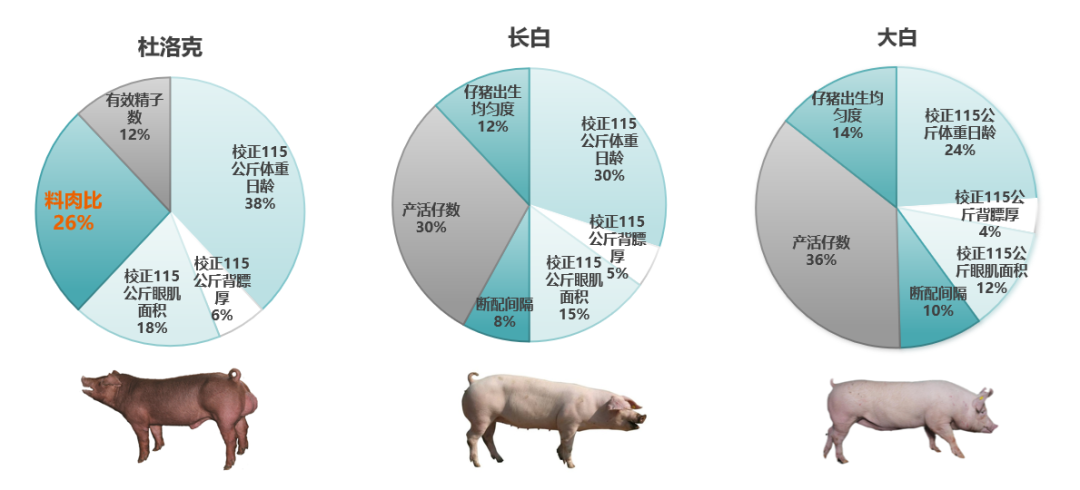 扬翔股份育种总监赵云翔：料肉比降低0.1，成本下降45.2元！