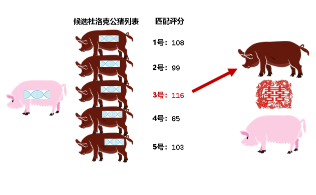 扬翔股份育种总监赵云翔：料肉比降低0.1，成本下降45.2元！